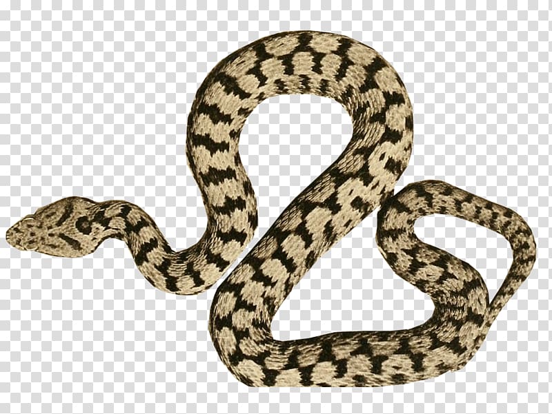 Rattlesnake Snakes Boa constrictor Hognose snake Vipers, birds and insects transparent background PNG clipart