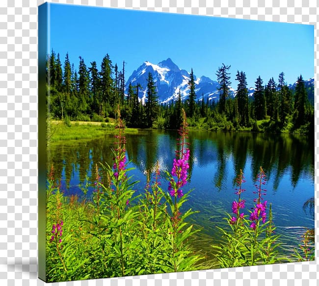 Tropical and subtropical coniferous forests Gallery wrap Pond Nature reserve Tropical and subtropical moist broadleaf forests, others transparent background PNG clipart