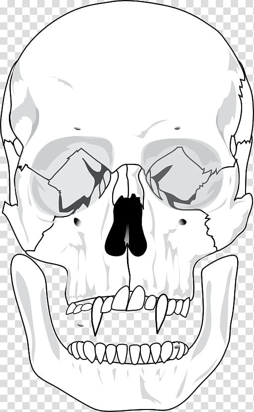 Skull Human skeleton Anatomy Bone, skull transparent background PNG clipart