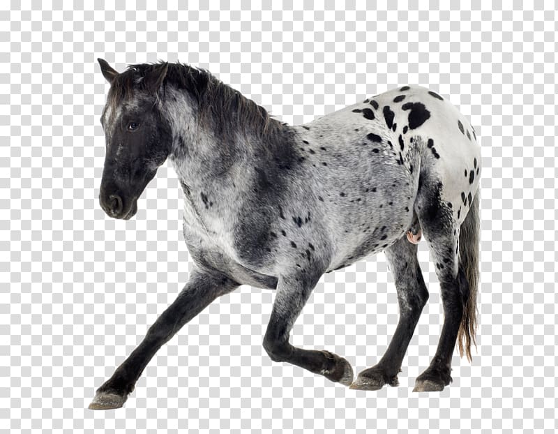 Appaloosa Arabian horse Mare Gray Equestrian, others transparent background PNG clipart