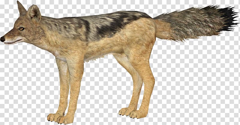 Kunming wolfdog Coyote Red wolf Canidae Jackal, jackal transparent background PNG clipart