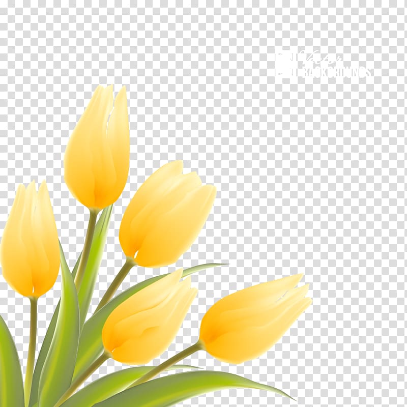 yellow flowers illustration, Indira Gandhi Memorial Tulip Garden Flower Illustration, tulips transparent background PNG clipart