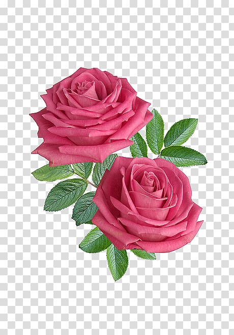 Flower Rose .xchng , HD Flowers transparent background PNG clipart