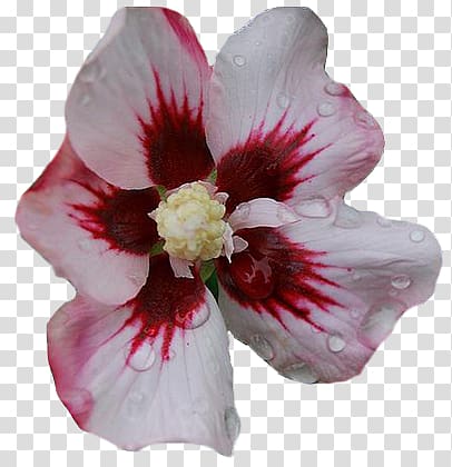 Hibiscus Rosaceae Rose Alstroemeriaceae Petal, rose transparent background PNG clipart