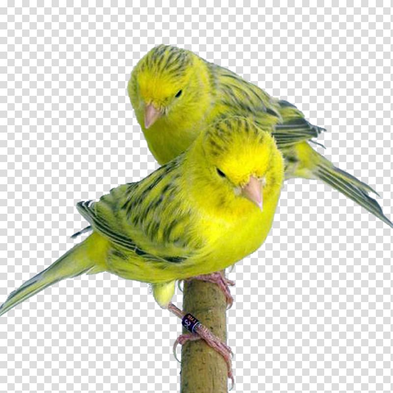 Budgerigar Domestic canary Yellow Topaz Red, Bird transparent background PNG clipart