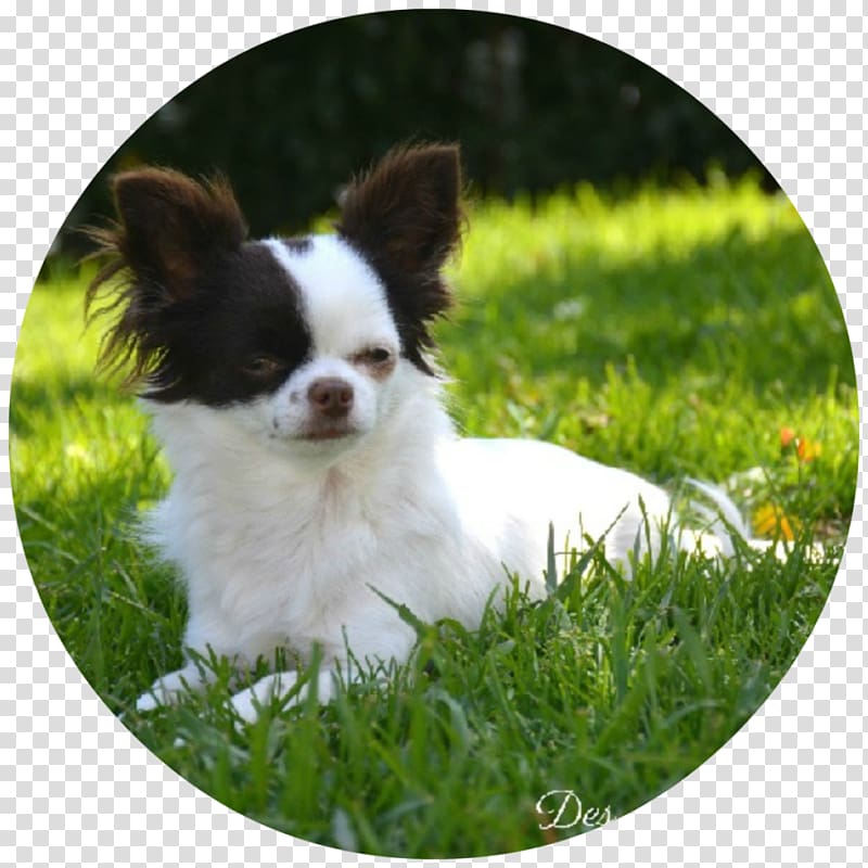 Chihuahua Phalène Puppy Papillon dog Dog breed, puppy transparent background PNG clipart