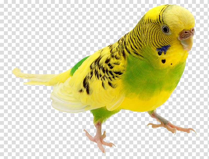 Budgerigar Parrot Bird Parakeet, zoo background transparent background PNG clipart