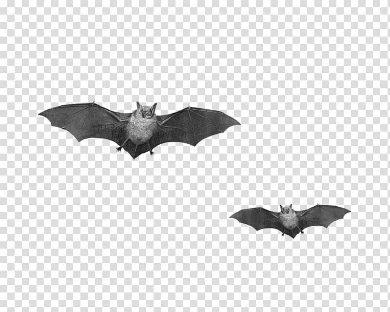 free black vampire bat pull material transparent background PNG clipart