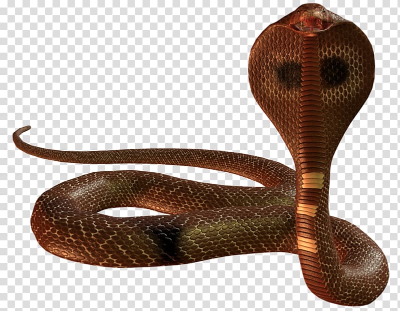 Snake , Cobra Snake transparent background PNG clipart