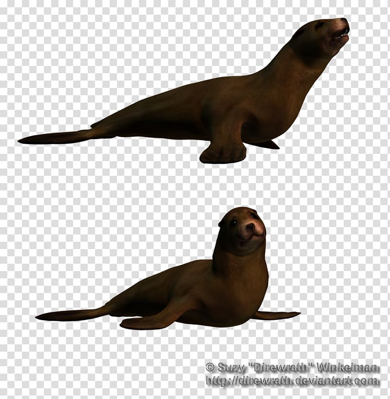 Sea lion Marine mammal Aquatic animal Pinniped, under sea transparent background PNG clipart