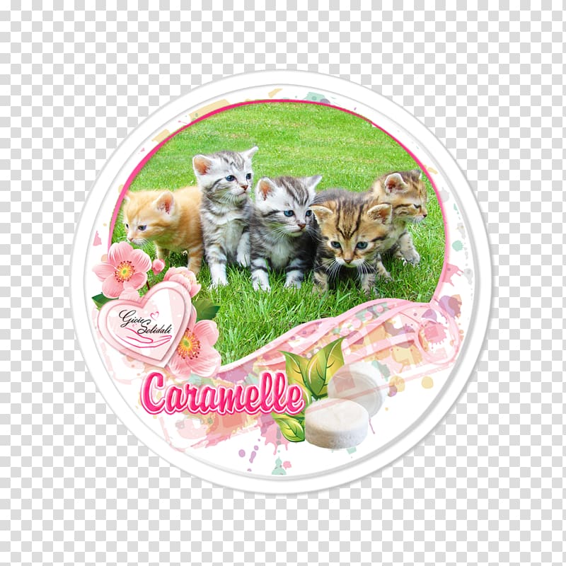 Kitten Food Catkin Zazzle Plakat naukowy, kitten transparent background PNG clipart