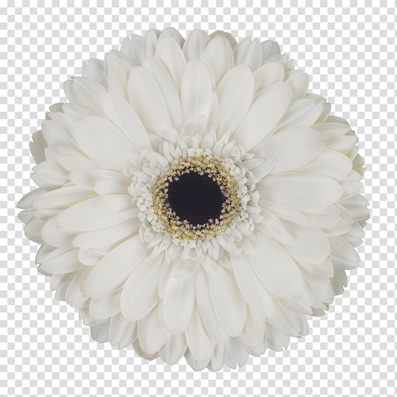 Transvaal daisy Cut flowers Petal, eskimo transparent background PNG clipart
