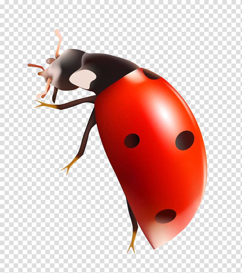 Ladybug transparent background PNG clipart