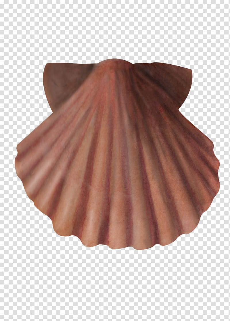 Great scallop North Sea English Channel Bay of Biscay Wood, Clams Oysters Mussels And Scallops transparent background PNG clipart