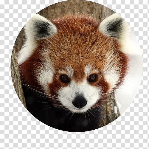 Red panda Giant panda Raccoons Animal Mammal, red panda transparent background PNG clipart