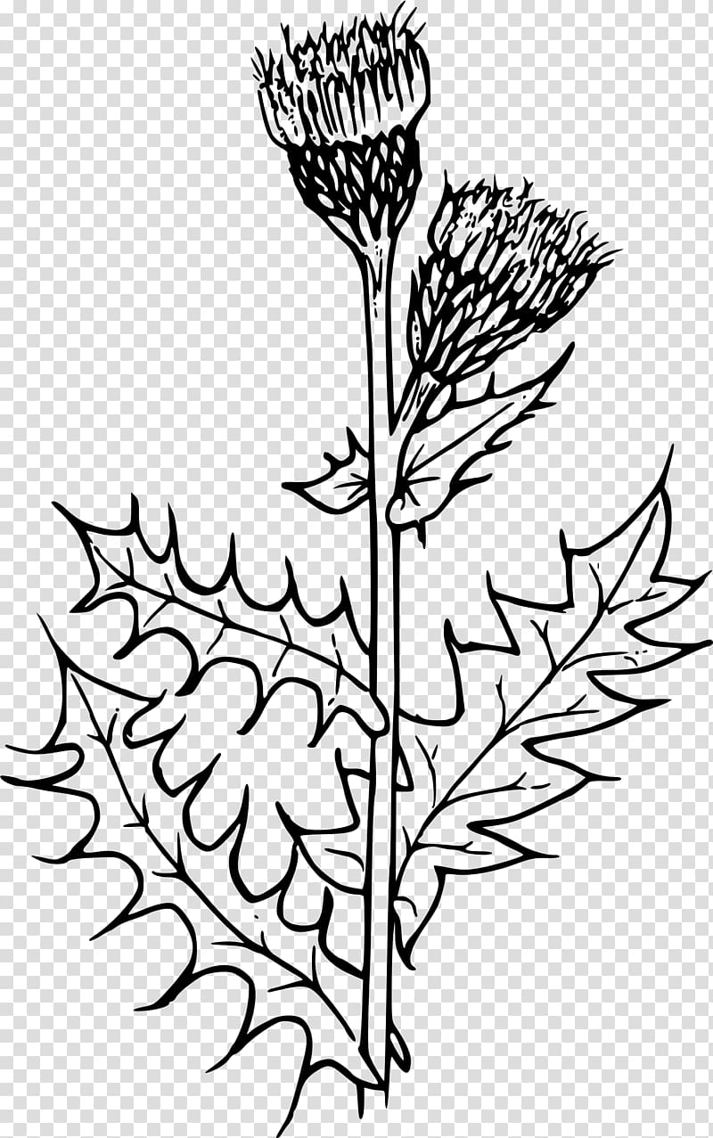 Creeping Thistle Milk thistle Flower , thistle transparent background PNG clipart