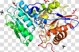 Line Point Organism , line transparent background PNG clipart thumbnail