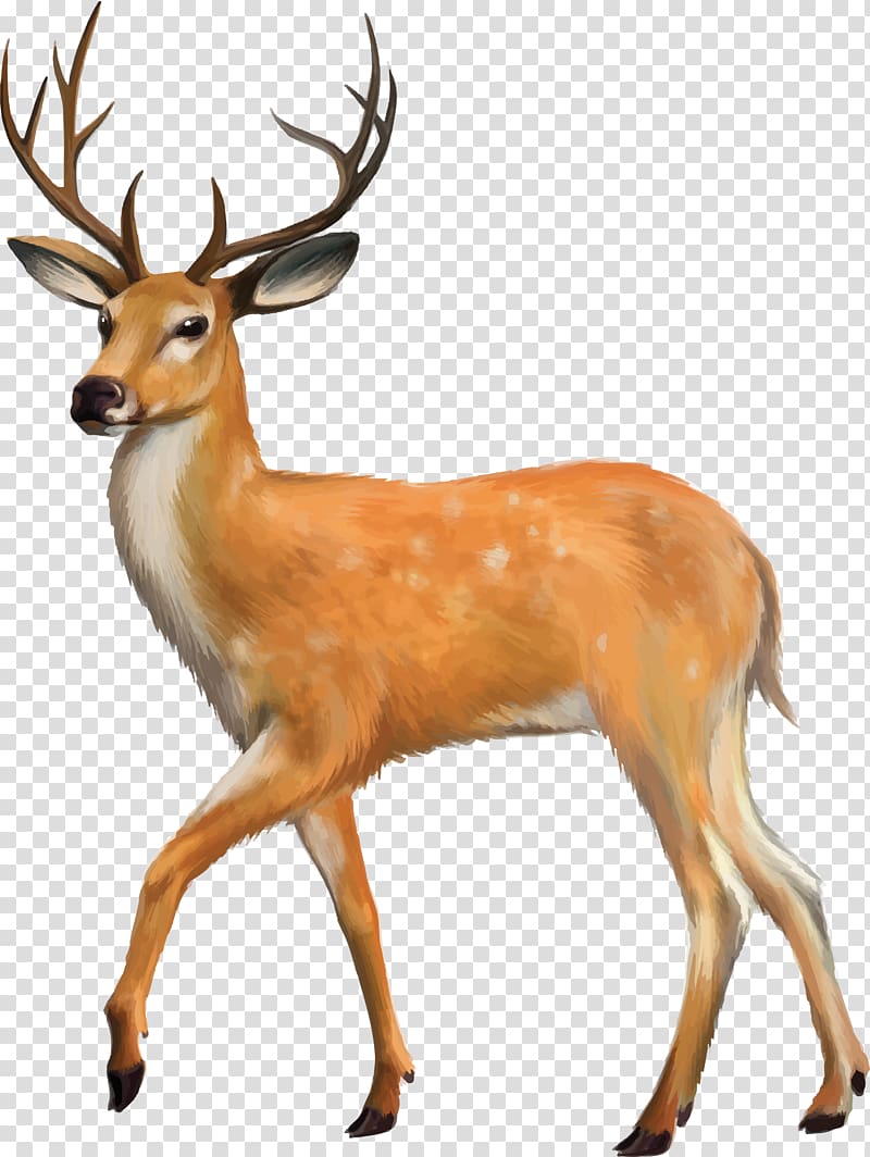 White-tailed deer Desktop Mule deer Roe deer, deer transparent background PNG clipart