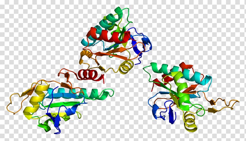SCO1 Cytochrome c oxidase subunit II COX20 SCO2, transparent background PNG clipart