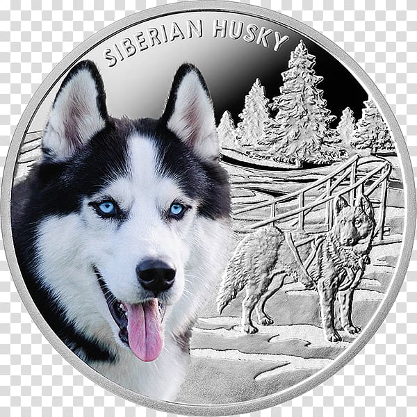 Siberian Husky Alaskan Malamute Puppy Alaskan Klee Kai Alaskan husky, siberian husky transparent background PNG clipart