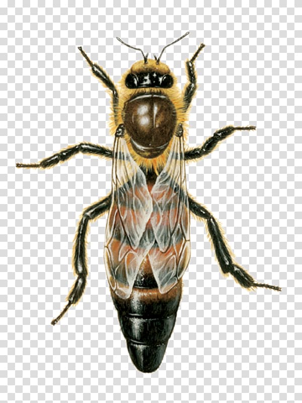Western honey bee Queen bee Beehive Drone, queen bee and worker bee transparent background PNG clipart