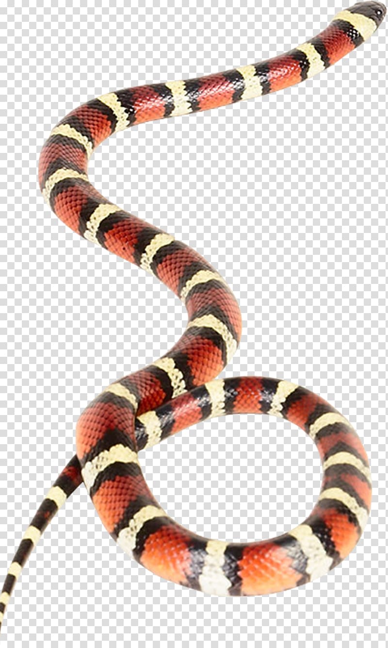 Venomous snake Vipers Coral snake Rattlesnake, snake transparent background PNG clipart