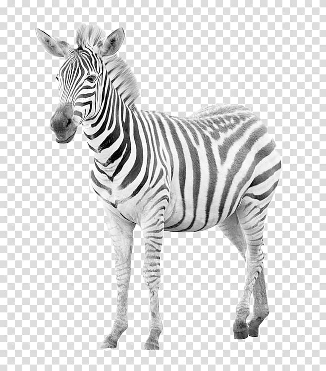 Zebra Horse , Cute zebra transparent background PNG clipart