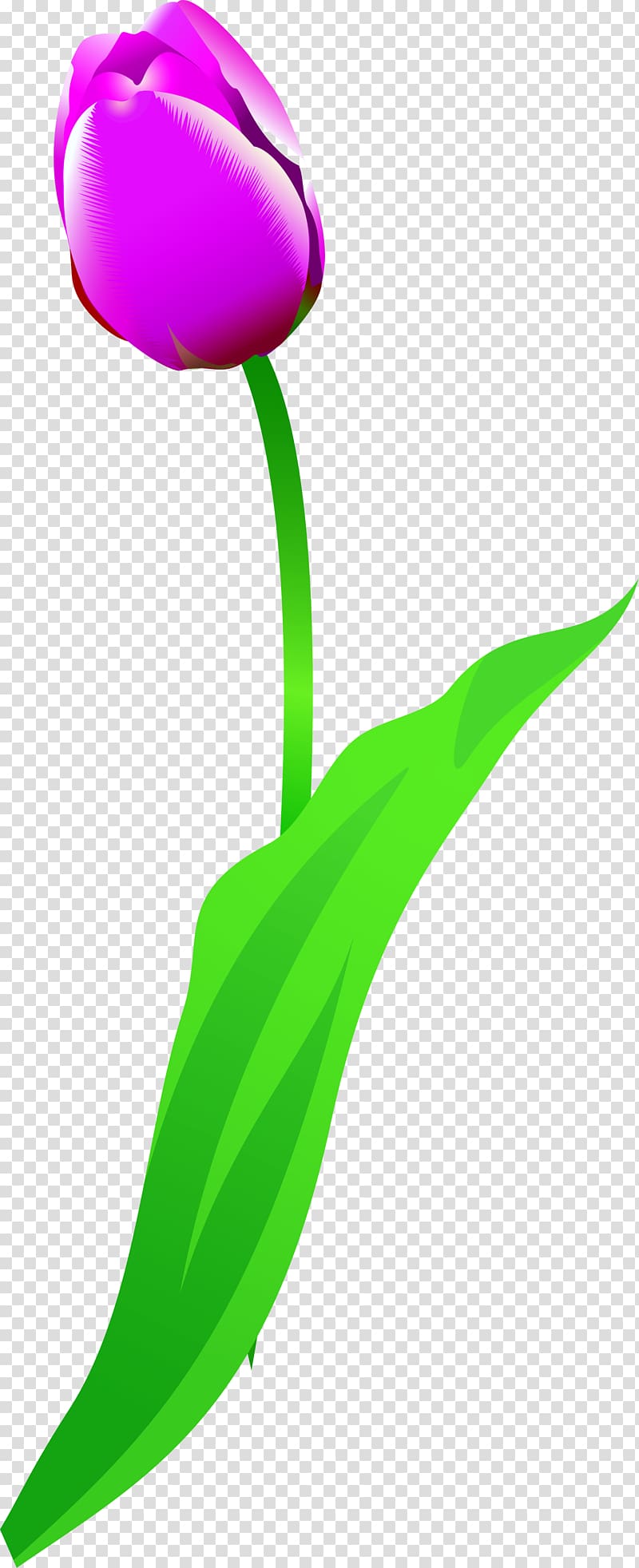 Flowering plant Tulip Plant stem, green tick transparent background PNG clipart