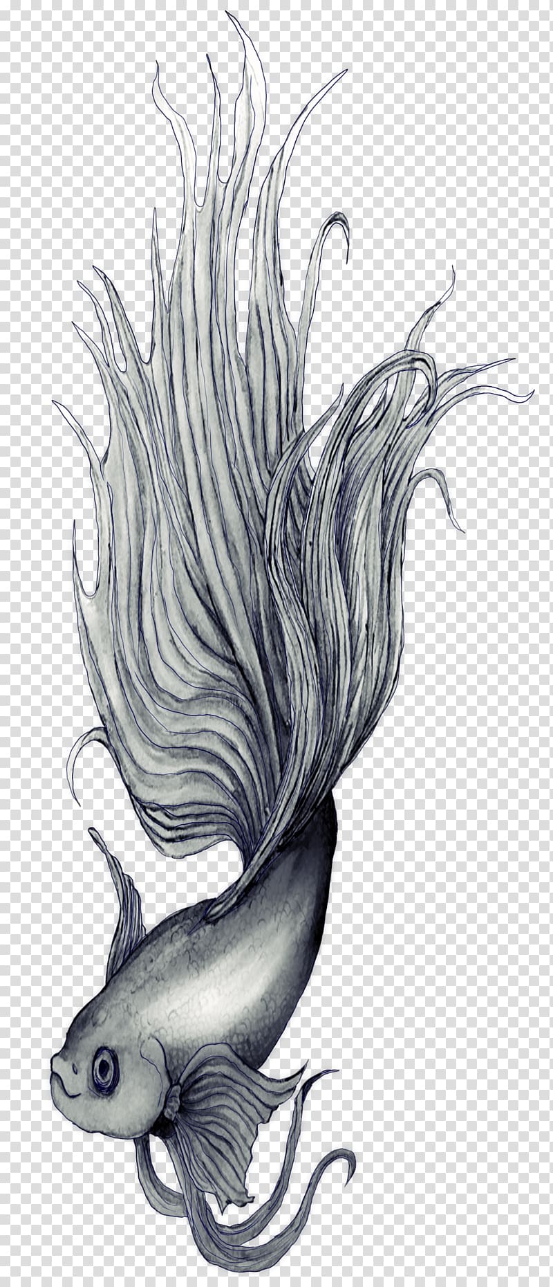 Siamese fighting fish Drawing Sketch, betta transparent background PNG clipart
