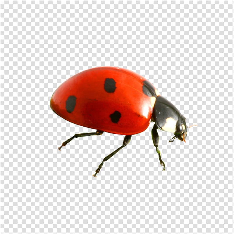 Insect Weevil Biology Orange S.A. Compact disc, Ladybug transparent background PNG clipart