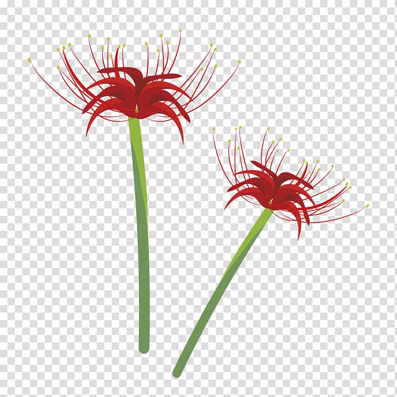 Illustrator Illustration Red spider lily Design Transvaal daisy, omar hana transparent background PNG clipart