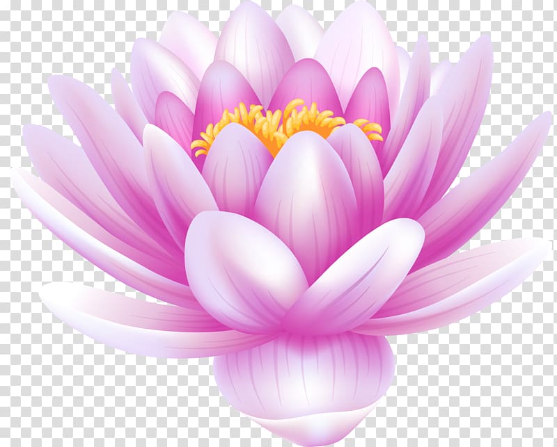 Sacred Lotus White Water-Lily Portable Network Graphics, flower transparent background PNG clipart