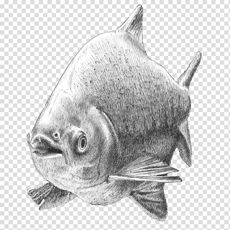 Tambaqui Drawing Fish Illustration, Hand painted fish material transparent background PNG clipart