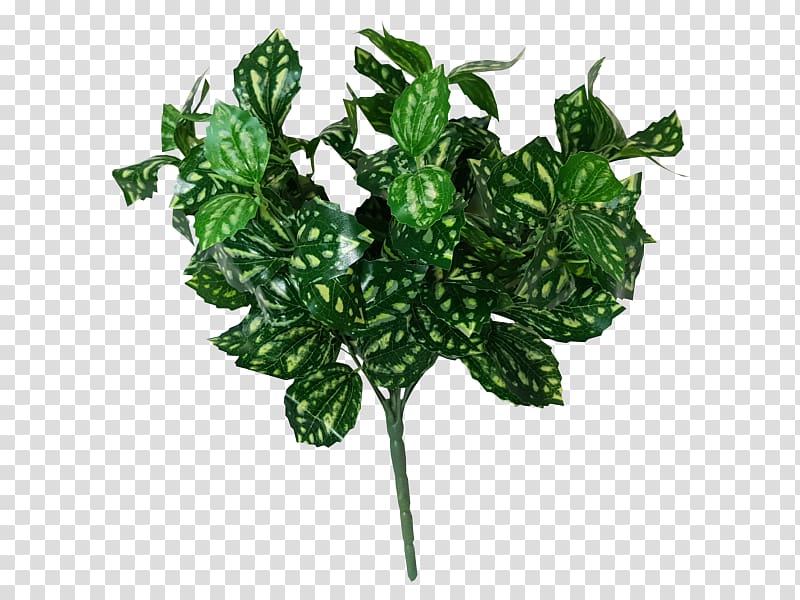 Brinkin, Northern Territory GroenRijk Greenery Imports Hanging basket Vine, euonymus transparent background PNG clipart