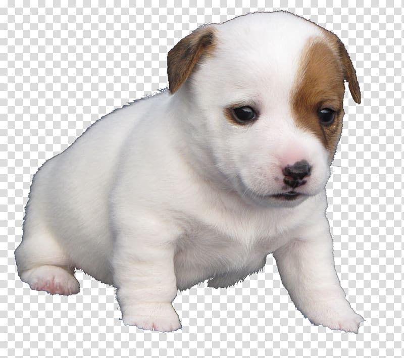 Quil Ceda Veterinary Clinic Jack Russell Terrier Dog breed Puppy, puppy transparent background PNG clipart