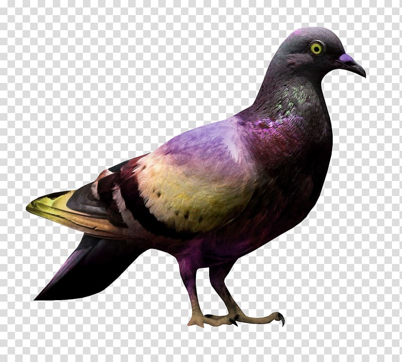 Domestic pigeon Columbidae Bird Portable Network Graphics, Bird transparent background PNG clipart