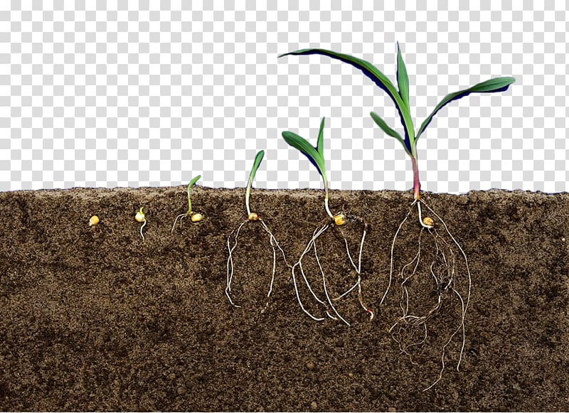 Earth Soil Terrain Plant Rhizome, Soil plant profile transparent background PNG clipart