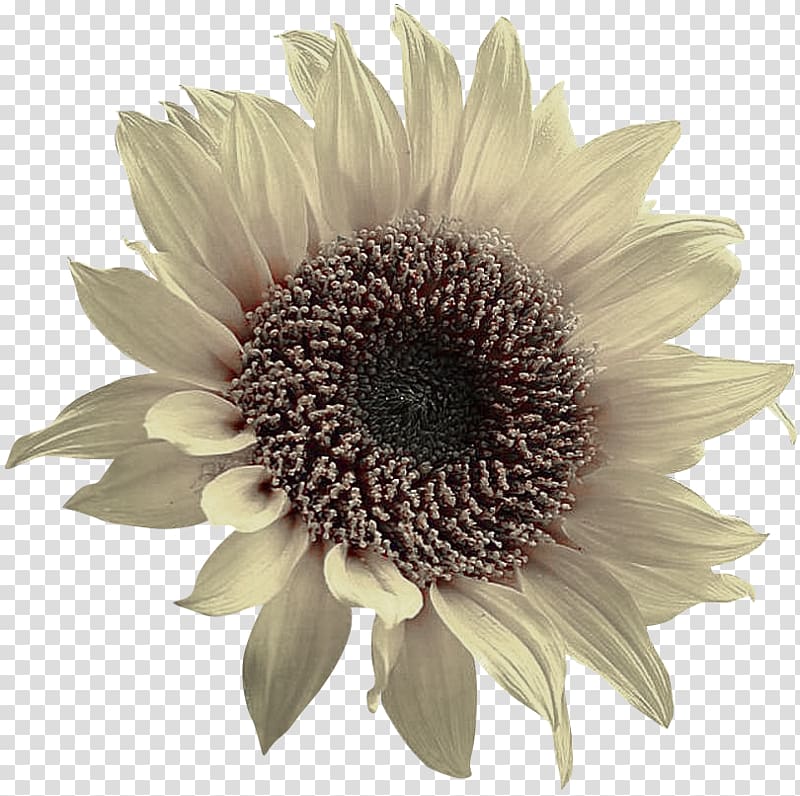 Common sunflower Toilet seat Rapeseed, Sunflower Sunflower Creative transparent background PNG clipart