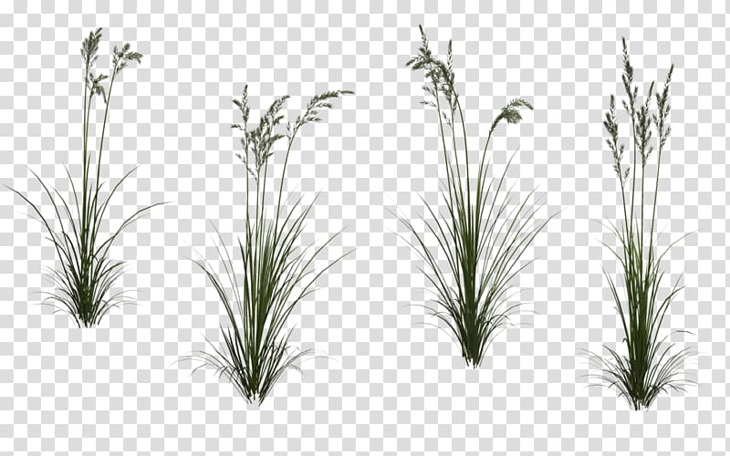Autodesk 3ds Max Texture mapping , wheat,Grass transparent background PNG clipart
