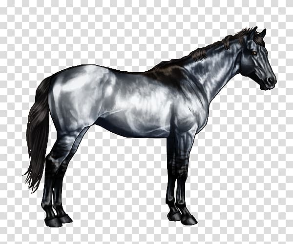 American Paint Horse American Quarter Horse Roan Horse markings Black, pale horses transparent background PNG clipart