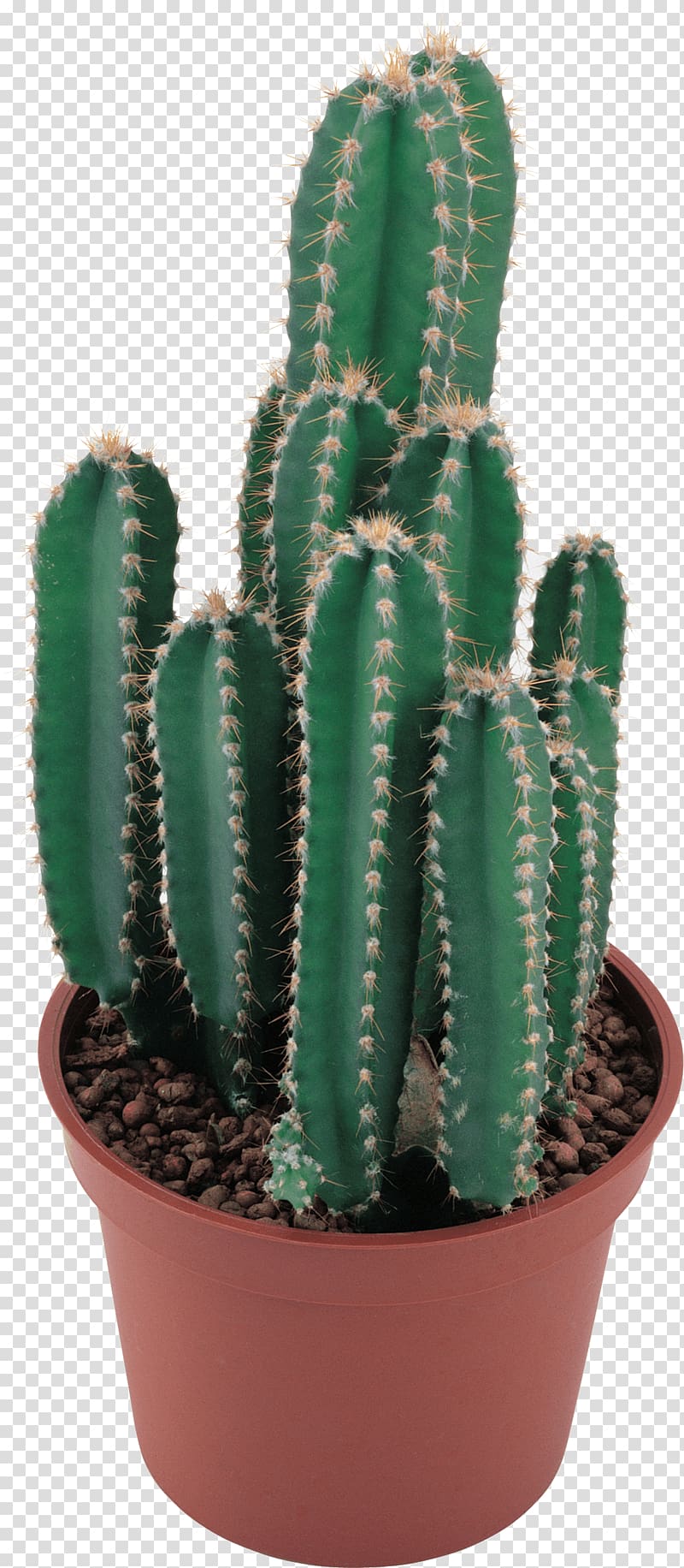 green cactus plant, Cactaceae , Cactus transparent background PNG clipart