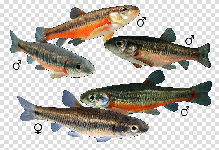 Sardine Allegheny pearl dace Aulonocara jacobfreibergi Nkhomo-benga peacock Bluntnose minnow, Colobocentrotus Atratus transparent background PNG clipart