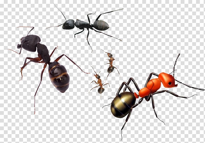 Ant Insect Reptile Amphibian Terrarium, A group of small ants transparent background PNG clipart
