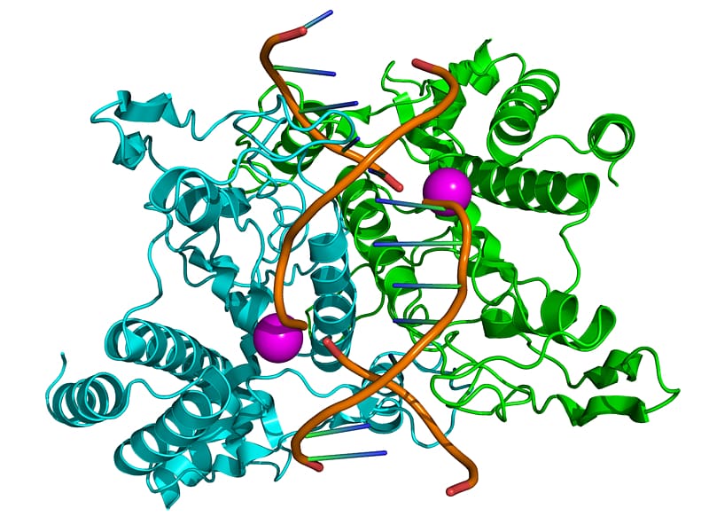 Restriction enzyme DNA Restriction site EcoRI, E Coli Cartoon