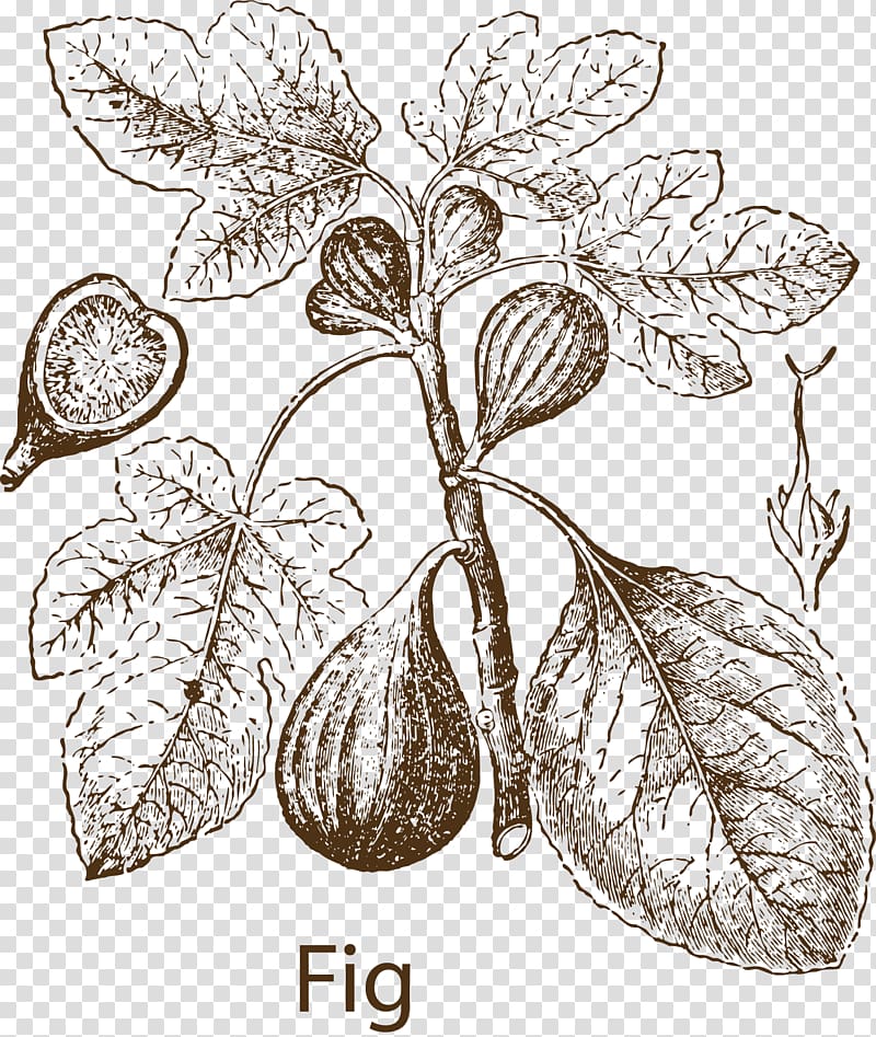 Common fig Fig leaf Fruit , Fruit herbs transparent background PNG clipart
