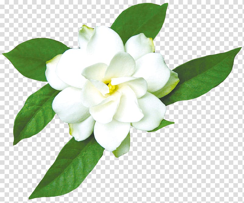 white flowers, Cape jasmine Gardenia taitensis, Jasmine White transparent background PNG clipart