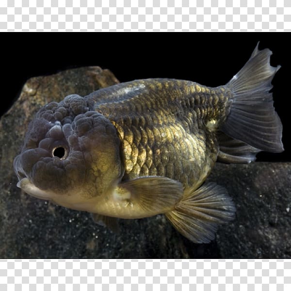 Ranchu Lionhead Oranda Goldfish, fish transparent background PNG clipart