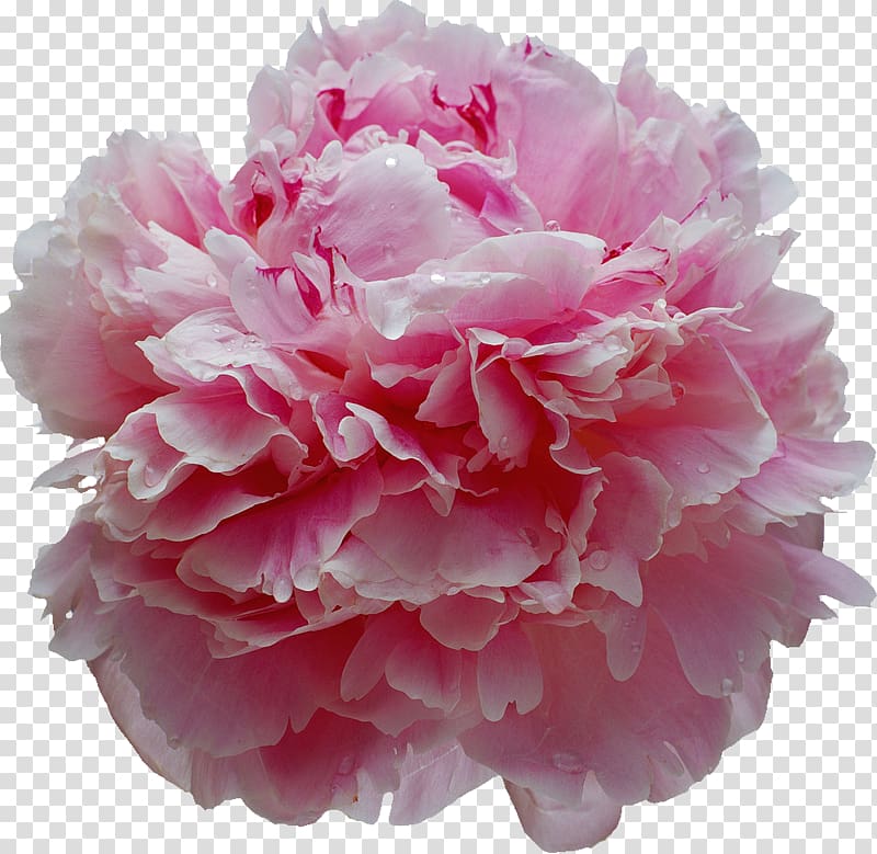 Albom Peony Essential oil , Peony transparent background PNG clipart