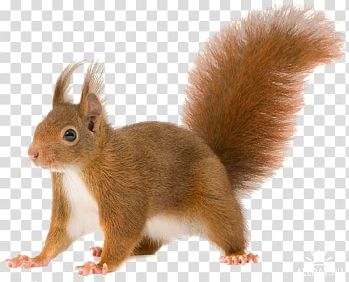 Squirrel transparent background PNG clipart