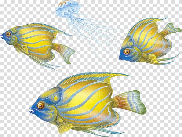 Marine biology Seawater Coral reef fish , swimming fish transparent background PNG clipart